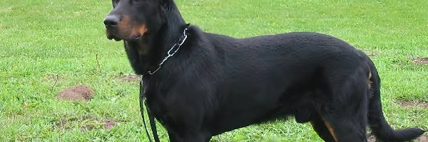 trawa, Owczarek francuski Beauceron