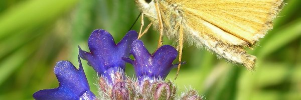 Żółty, Karlątek, Motyl, Kwiat