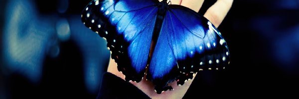 Motyl, Niebieski, Ręka