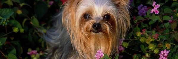 Yorkshire Terrier