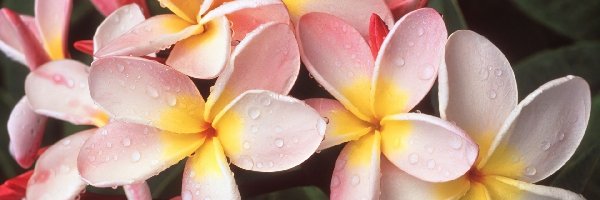 Kwiaty, Plumeria