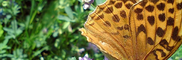 Dostojka, Motyl