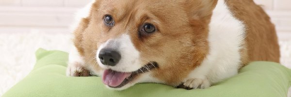 Welsh corgi pembroke, głowa