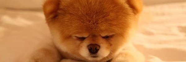 Pomeranian, Szpic miniaturowy, Szczeniak