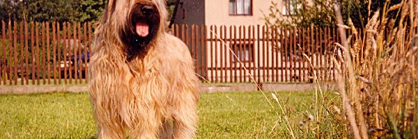 Owczarek francuski Briard