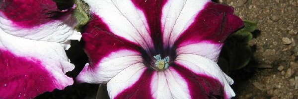 Petunia ogrodowa, Dwubarwna