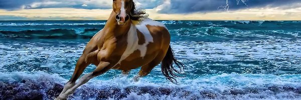 Plaża, Koń
