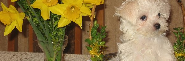 koszyk, Maltańczyk, Maltese, kwiaty, żółte