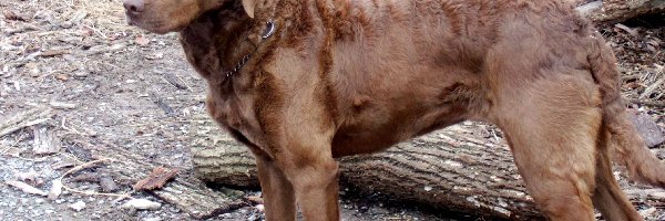 Chesapeake Bay retriever