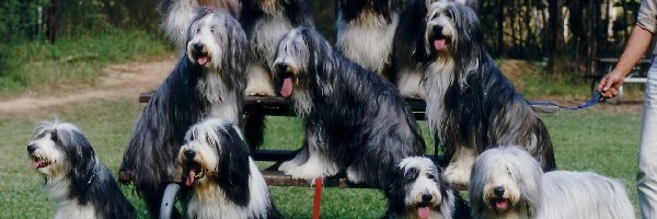 Bearded collie, jedenaście