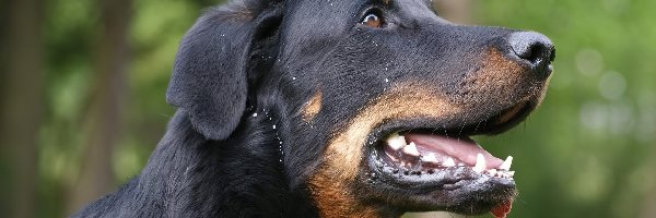 Owczarka francuskiego Beaucerona, Pysk