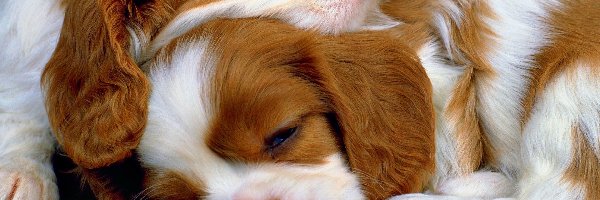 Szczeniaki, Cavalier King Charles spaniel, Rasa, Śpiące