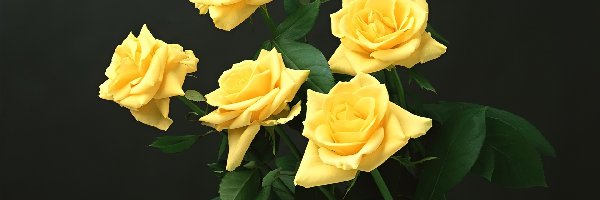 Liście, Róże, Żółte