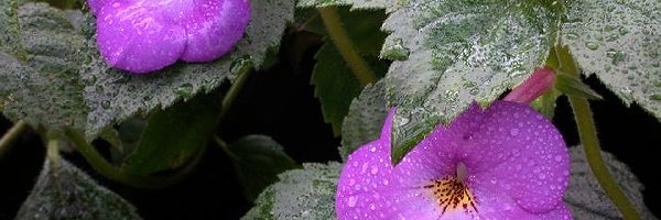 Achimenes