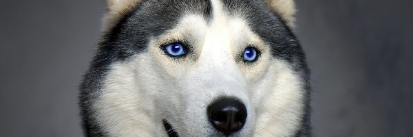 Siberian Husky