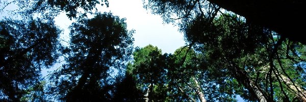 Niebieskie Niebo, Las, Drzewo