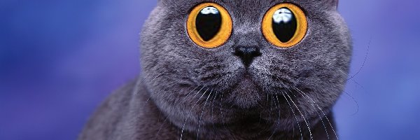 Oczy, Śmieszne, Kot