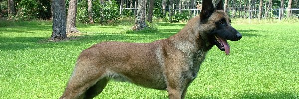 drzewa, trawa, Owczarek belgijski Malinois