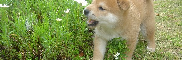 kwiatki, Shiba inu