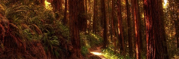 Las, Ścieżka, Drzewa