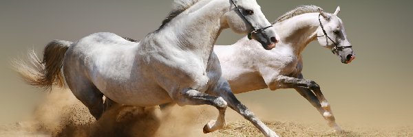 Galop, Konie