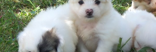 Coton de Tulear, Szczeniaki