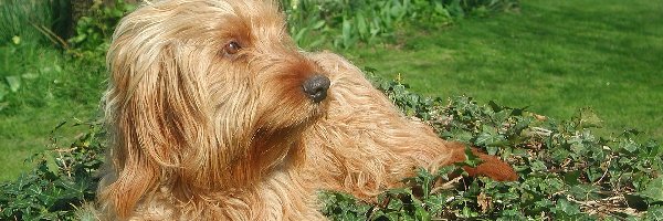 trawa, Basset Fauve de Bretagne