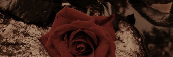 Skałki, Róża