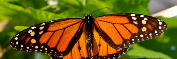 Monarcha, Wędrowny, Danaid, Motyl