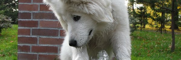 fontanna, Samojed