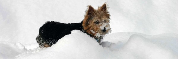 Norwich terrier