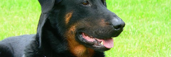 Owczarka francuskiego Beaucerona, Pysk