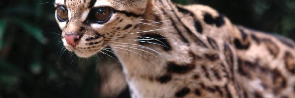 Margay