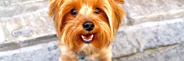 Yorkshire Terrier, mordka