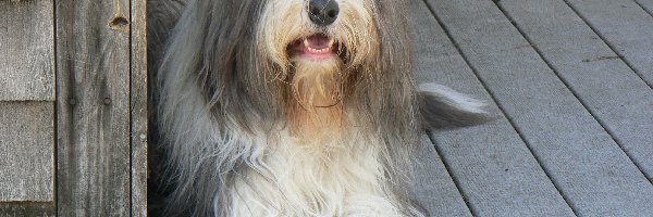 Bearded collie, Duży