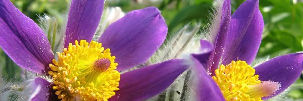 Pulsatilla patens