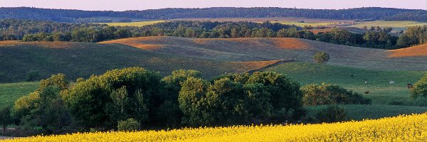 Krajobraz, Drzewa, Wzgórza