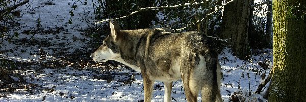 śnieg, las, Saarlooswolfhond