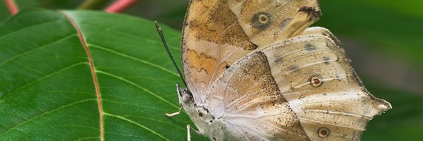 liść, Motyl