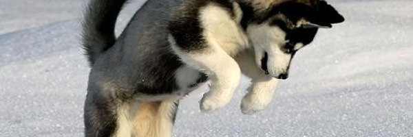 Siberian Husky, Skok