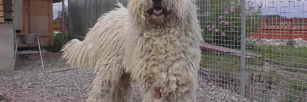 płot, wysoki, Komondor