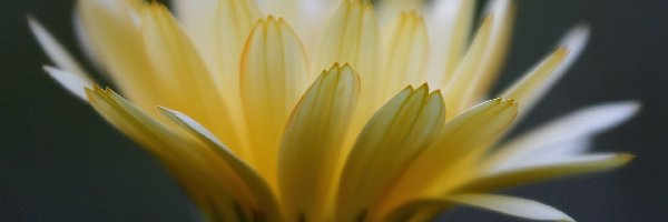 Gerbera, Żółta