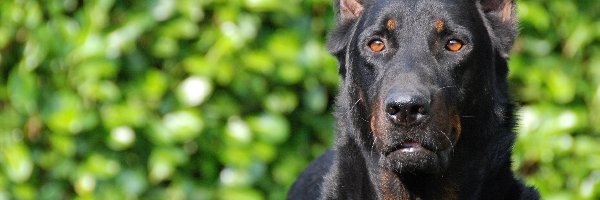 oczy, brązowe, Owczarek francuski Beauceron