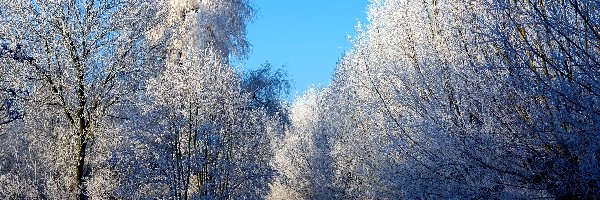 Zima, Śnieg, Drzewa