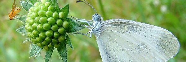 Bielinek, Motyl, Biały