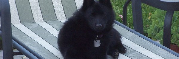 leżak, Schipperke