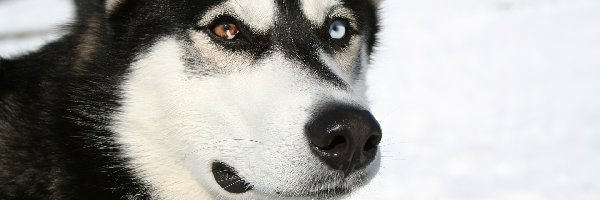 Siberian Husky, pysk