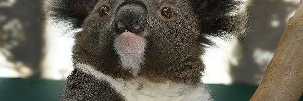 Australia, Koala