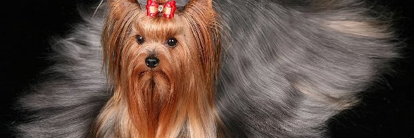 Sierść, Długa, Yorkshire Terrier