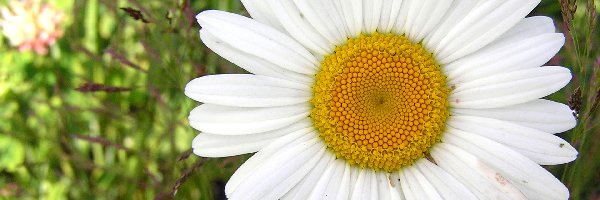 Margerytki, Płatki, Białe